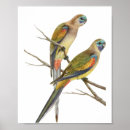 Search for vintage bird illustrations posters Animal