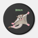 Search for gliders magnets Petaurus breviceps