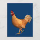 Search for cocks postcards Bird