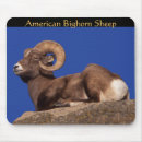 Search for endangered animals electronics Nature