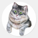 Search for grey tabby cat stickers Watercolor