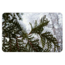 Search for evergreen magnets Snow