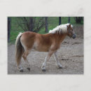 Search for love horses postcards Mare