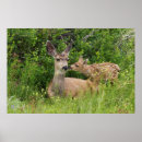 Search for mule art Doe