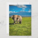 Search for africa thank you cards African elephant