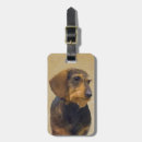 Search for boar accessories Dog