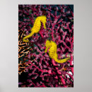 Search for common posters Photography
