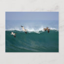 Search for gliding postcards Bird