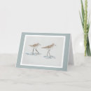 Search for shoreline cards Birds