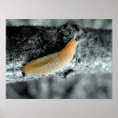 Search for sticky posters Nature