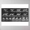 Search for eadweard muybridge posters 1830 1904