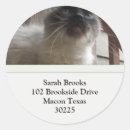 Search for siamese cat crafts party Nature
