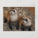 Search for ferrets postcards Wildlife