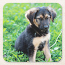 Search for german shepherd coasters Cute