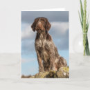 Search for german wirehaired pointer postcards Animal