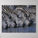 Search for plain posters Fauna