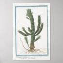 Search for vintage cactus art Botanical