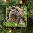 Search for woodchuck christmas tree decorations Nature
