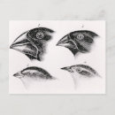 Search for observers postcards English