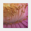 Search for pollen magnets Flower