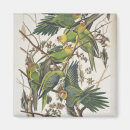 Search for parakeet magnets Illustration