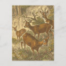 Search for hunting lodge postcards Forest