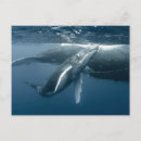 Search for calf postcards Cute baby animal
