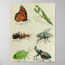 Search for naturalist posters Insect