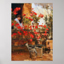 Search for red geranium Beautiful
