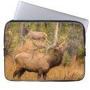 Search for elks electronics Forest