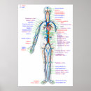 Search for circulatory system Diagram