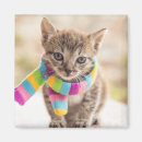 Search for tabby magnets Kitten
