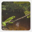 Search for bicolor stickers Giant leaf frog
