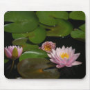 Search for pink waterlily electronics Lotus