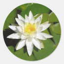 Search for white lotus stickers Floral