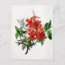 Search for azaleas postcards Vintage