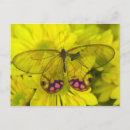 Search for wing open postcards Plant