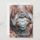 Search for orangutans invitations Animal