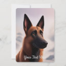 Search for belgian malinois dog postcards Shepherd