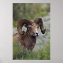 Search for ovis posters Wildlife