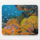 Search for reef fish mouse mats Ocean