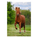 Search for gaited posters Horse