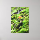 Search for lichens Mushroom