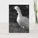 Search for honk cards Goose