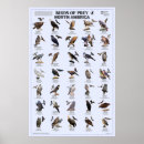 Search for birds of prey posters Falcon