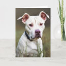 Search for pitbull lover cards White