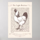 Search for brahma posters Chicken