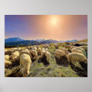 Search for mountain sheep posters Shepherd