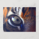 Search for sumatran cards Animals