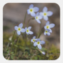 Search for macro square stickers Pretty